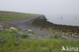 Seakale (Crambe maritima)