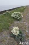 Zeekool (Crambe maritima)