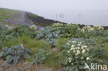 Seakale (Crambe maritima)