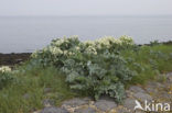 Zeekool (Crambe maritima)