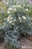 Seakale (Crambe maritima)