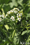 Seakale (Crambe maritima)