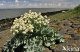 Zeekool (Crambe maritima)