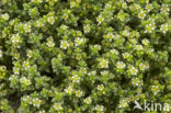 Sea Sandwort (Honckenya peploides)