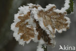 Common Oak