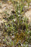 Zomerschroeforchis (Spiranthes aestivalis) 