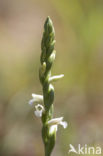 Zomerschroeforchis (Spiranthes aestivalis) 