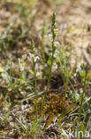 Zomerschroeforchis (Spiranthes aestivalis) 