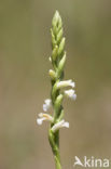 Summer Lady’s-tresses (Spiranthes aestivalis)