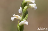 Zomerschroeforchis (Spiranthes aestivalis) 