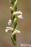 Zomerschroeforchis (Spiranthes aestivalis) 