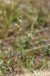 Zomerschroeforchis (Spiranthes aestivalis) 