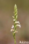 Zomerschroeforchis (Spiranthes aestivalis) 