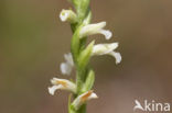 Zomerschroeforchis (Spiranthes aestivalis) 