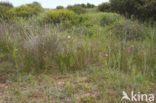 Zomerschroeforchis (Spiranthes aestivalis) 