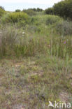 Zomerschroeforchis (Spiranthes aestivalis) 