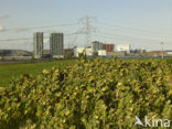 Common Annual Sunflower (Helianthus annuus)