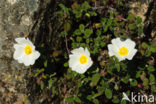 Zonneroosje (Cistus salviifolius)