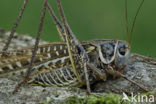 White-faced Bush-cricket (Decticus albifrons)