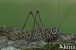 White-faced Bush-cricket (Decticus albifrons)