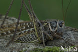 White-faced Bush-cricket (Decticus albifrons)