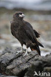 Striated caracara (Phalcoboenus australis) 