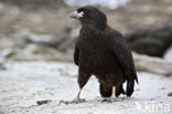 Striated caracara (Phalcoboenus australis) 