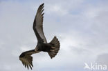 Striated caracara (Phalcoboenus australis) 