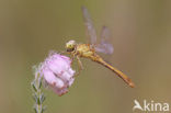 Zuidelijke heidelibel (Sympetrum meridionale)