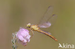 Southern Darter (Sympetrum meridionale)