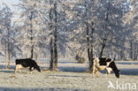 Zwartbonte koe (Bos domesticus)