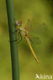 Zwervende heidelibel (Sympetrum fonscolombii)