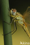 Zwervende heidelibel (Sympetrum fonscolombii)