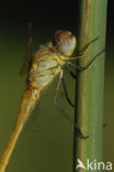 Zwervende heidelibel (Sympetrum fonscolombii)