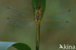 Zwervende heidelibel (Sympetrum fonscolombii)