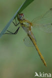 Zwervende heidelibel (Sympetrum fonscolombii)