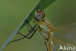 Zwervende heidelibel (Sympetrum fonscolombii)