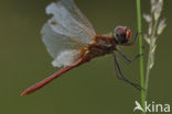 Zwervende heidelibel (Sympetrum fonscolombii)