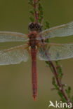 Red-veined Darter (Sympetrum fonscolombii)