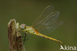 Zwervende heidelibel (Sympetrum fonscolombii)