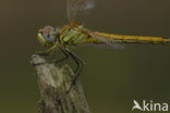 Zwervende heidelibel (Sympetrum fonscolombii)