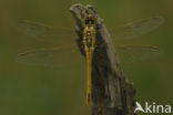 Red-veined Darter (Sympetrum fonscolombii)