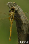 Zwervende heidelibel (Sympetrum fonscolombii)