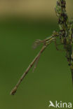 Zwervende pantserjuffer (Lestes barbarus)