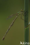 Zwervende pantserjuffer (Lestes barbarus)