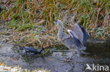 Great Cormorant (Phalacrocorax carbo)