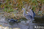 Aalscholver (Phalacrocorax carbo)