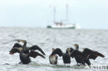 Great Cormorant (Phalacrocorax carbo)