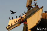 Great Cormorant (Phalacrocorax carbo)