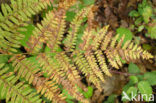 Western brackenfern (Pteridium aquilinum)